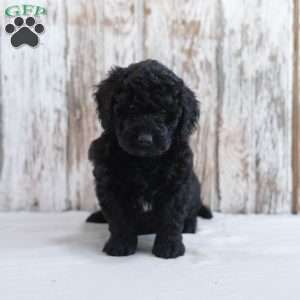 Hayes, Mini Labradoodle Puppy